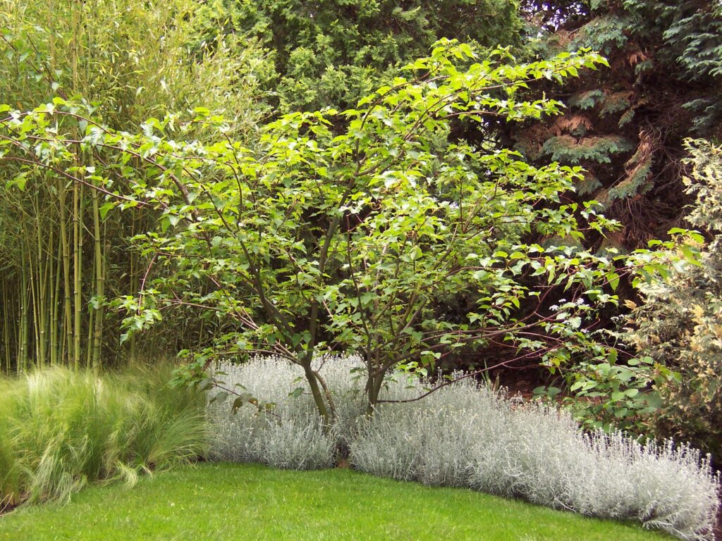 Acer davidii George Forest multi-stem tree in garden