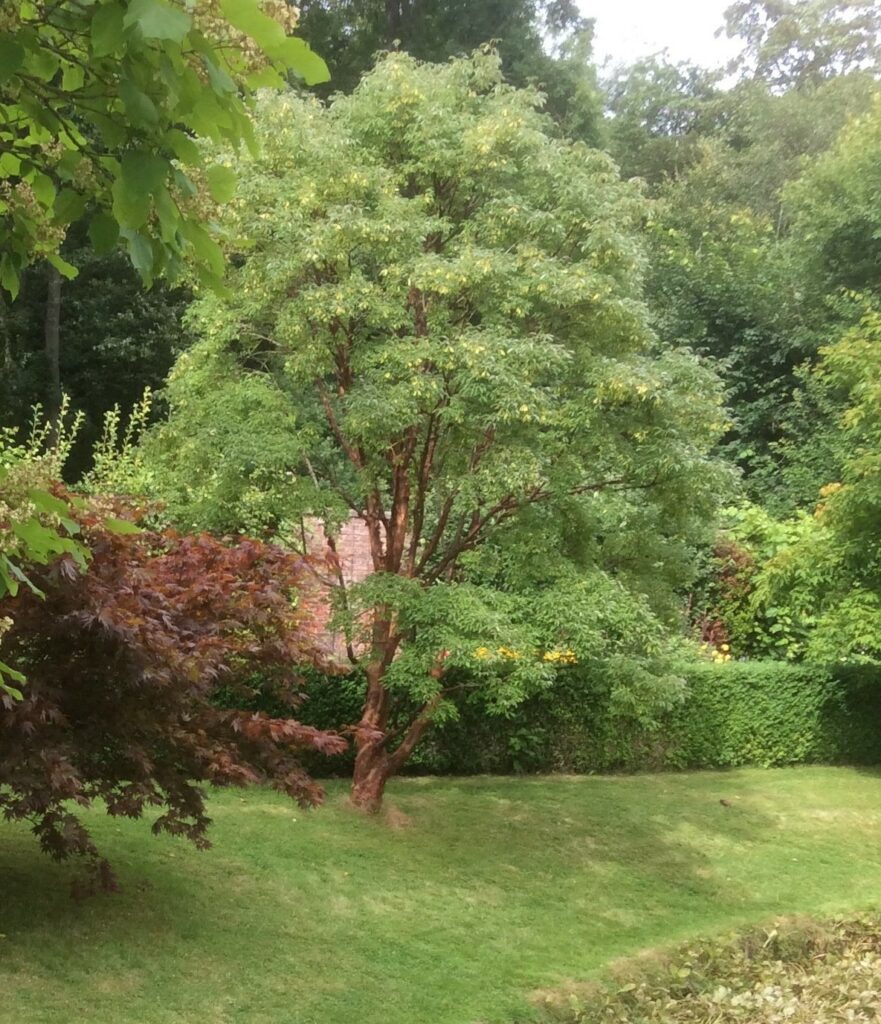 Acer griseum Paperbark Maple multi-stem tree in garden