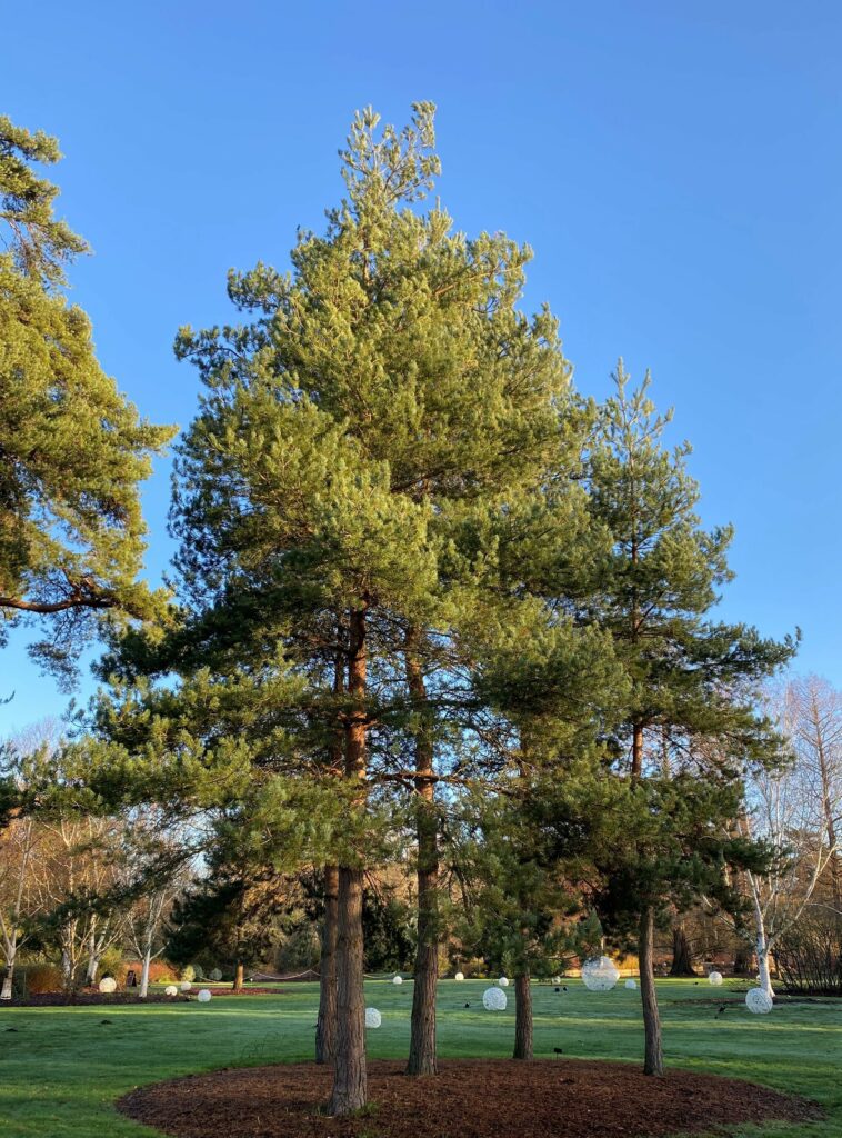 Pinus sylvestris mature tree in field. Credit Kevin Hobbs