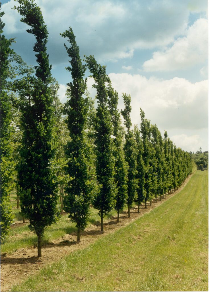Quercus robur fastigiata Koster feathered trees growing in rows in field
