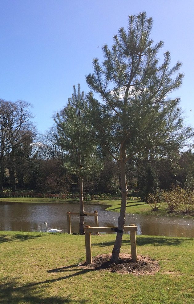 Characterful pines at the new swan lake at the Holly Bush Farm Estate