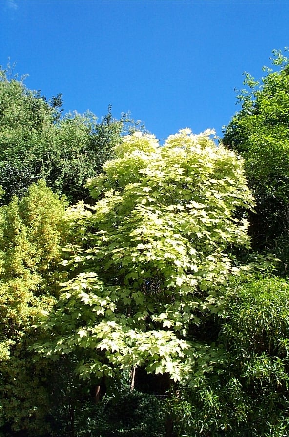 Acer pseudoplatanus mature tree
