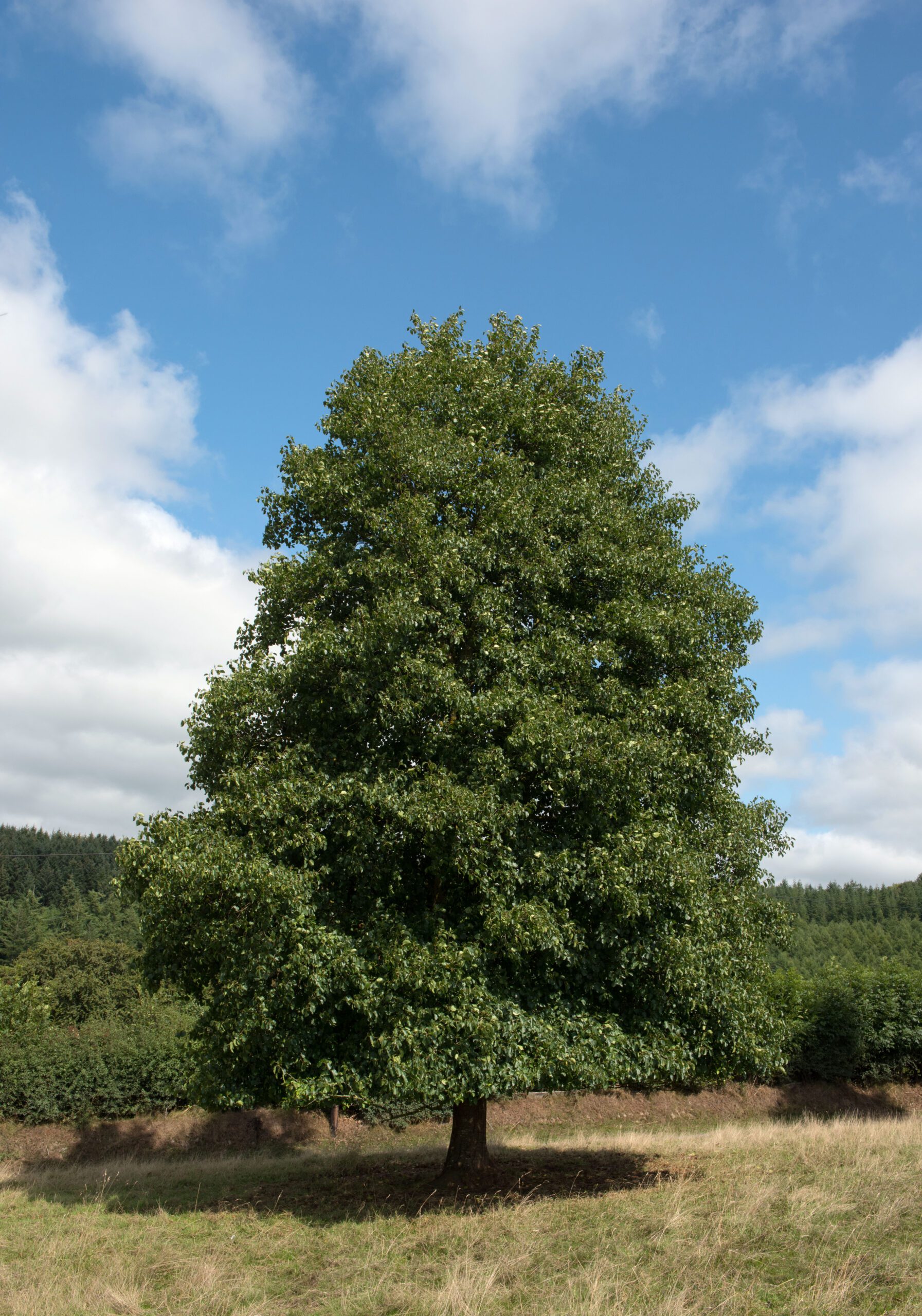 Alnus glutinosa mature tree in field