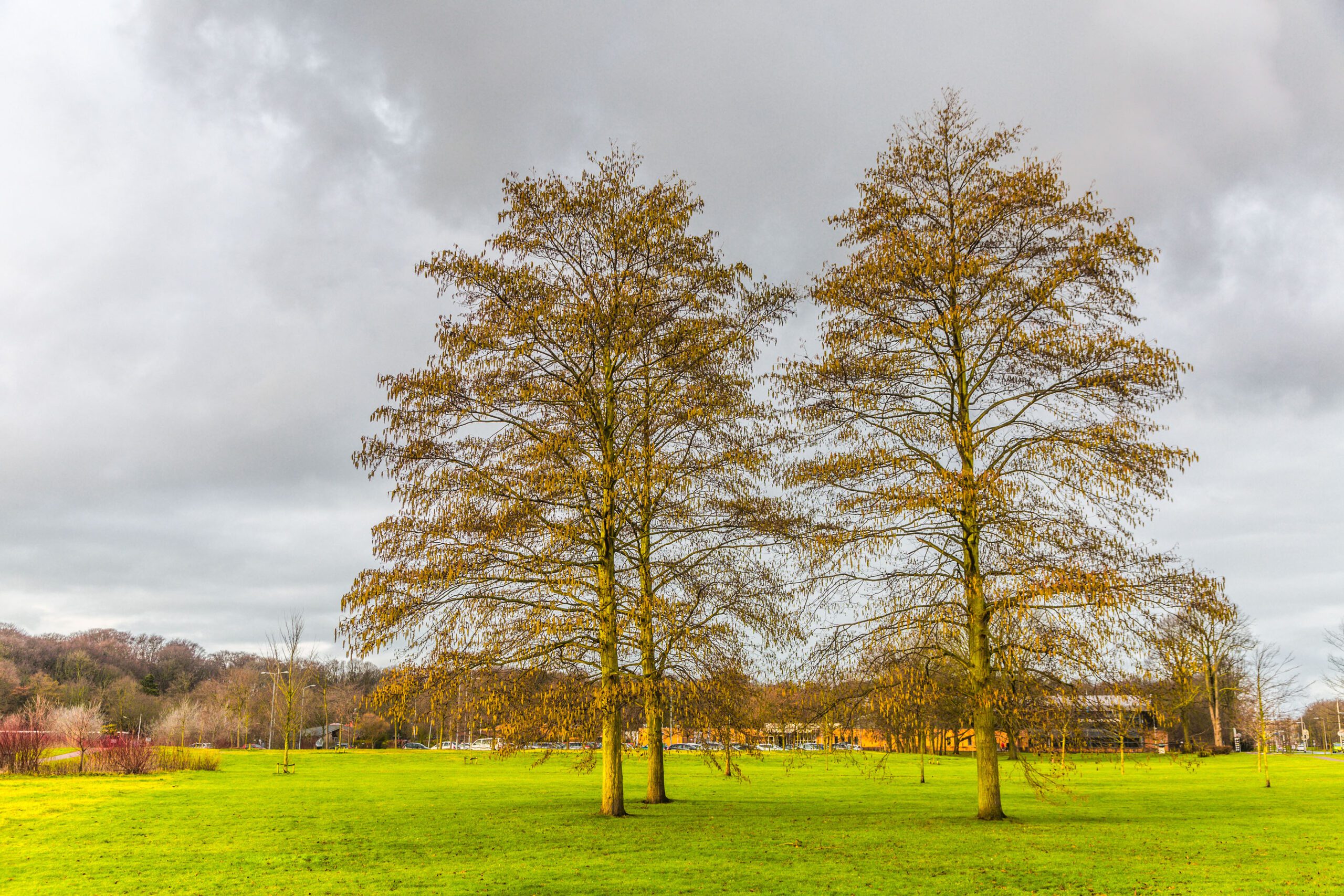 Alnus incana mature trees in field