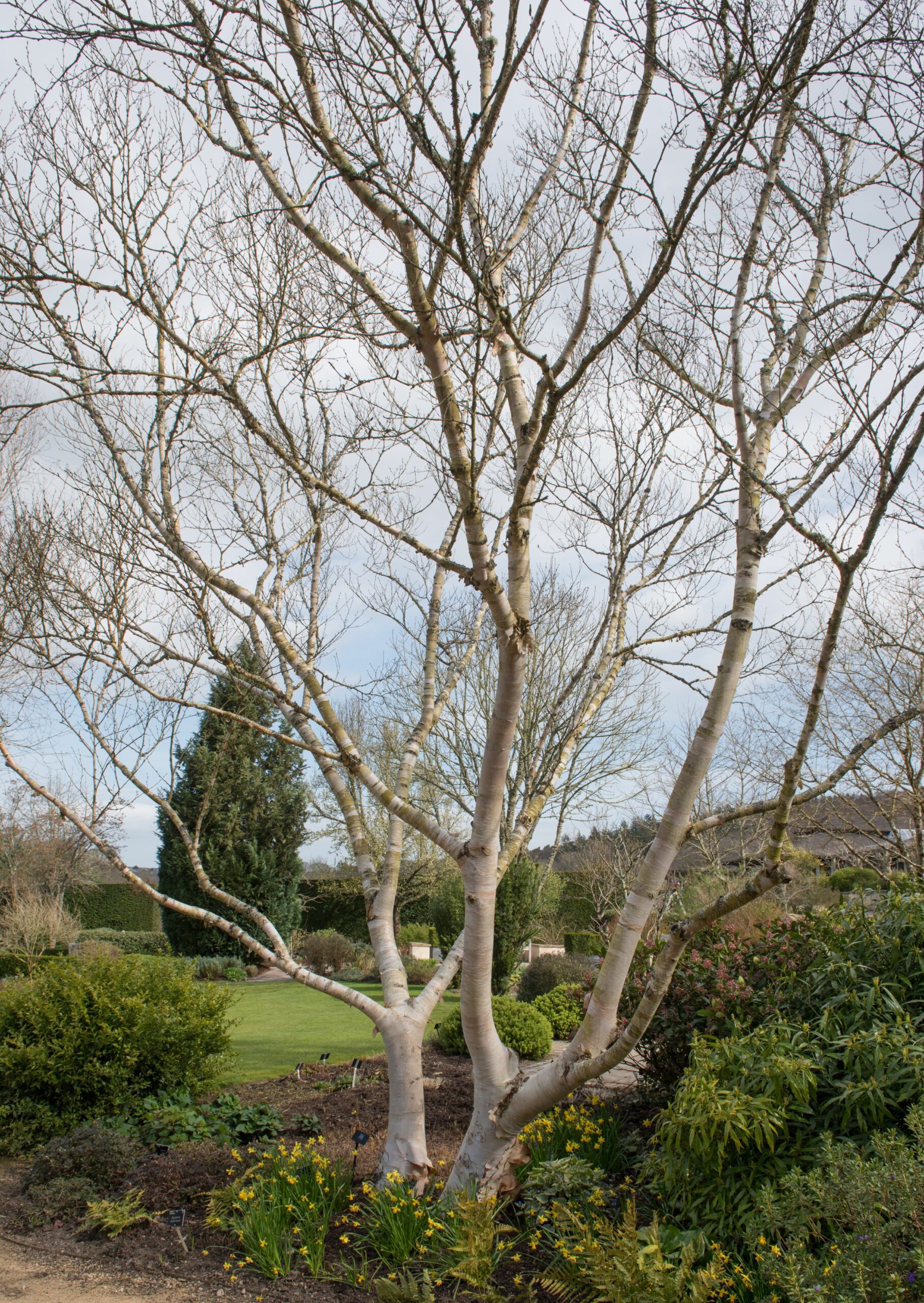 Betula ermanii Ermans multi-stem tree in garden in winter