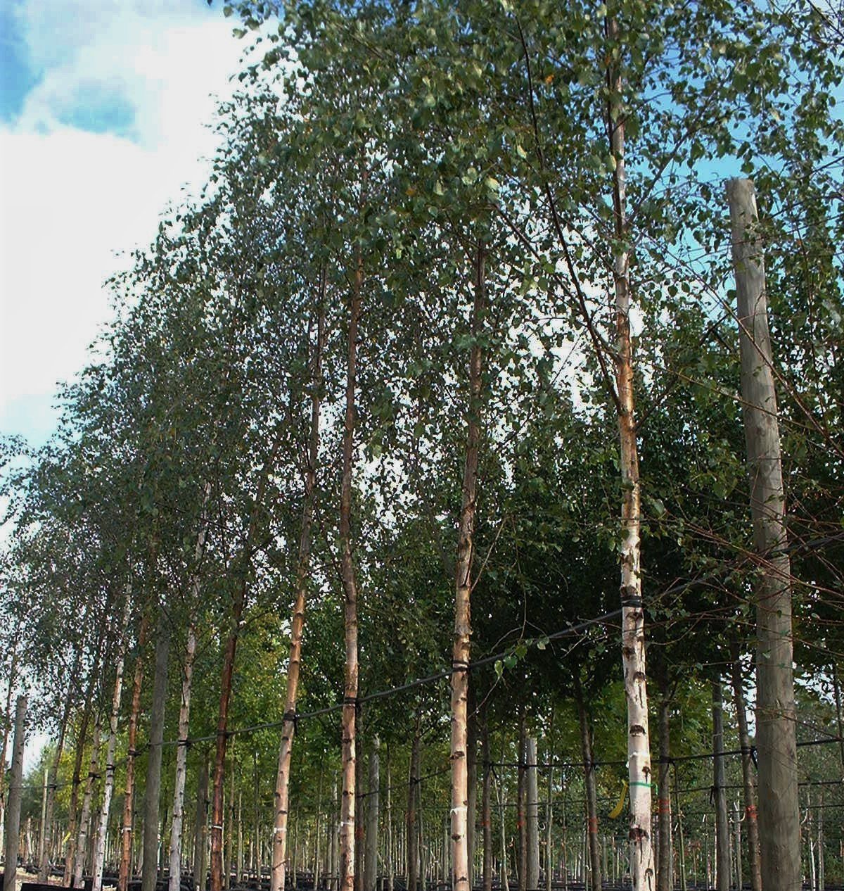 Betula pubescens trees growing in rows