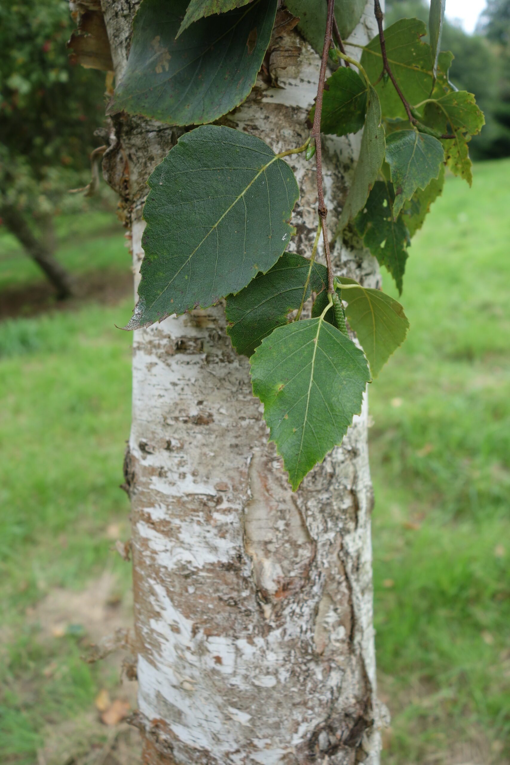 Betula szechuanica bark and leaves