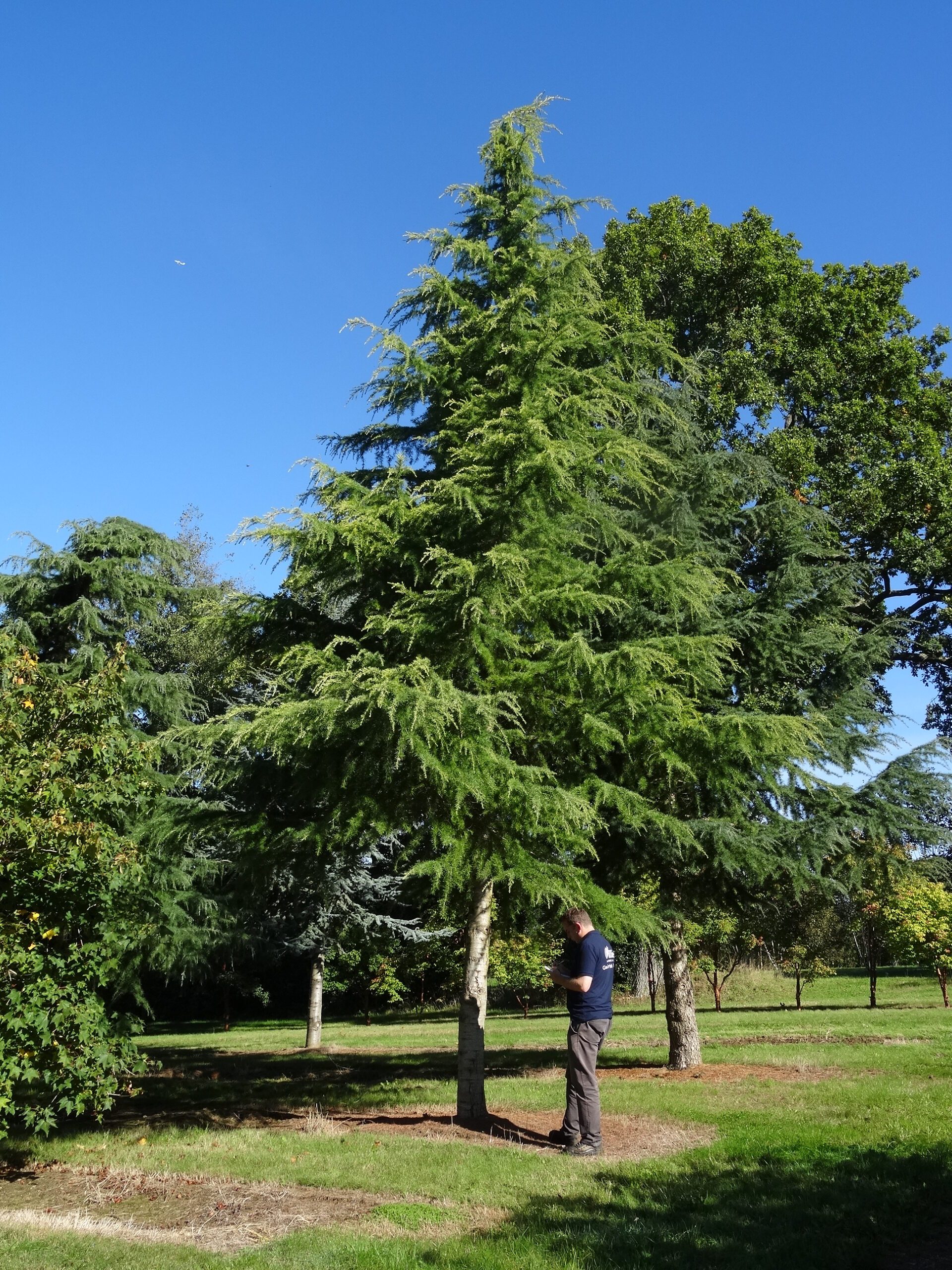 Cedrus deodara Aurea trees in field