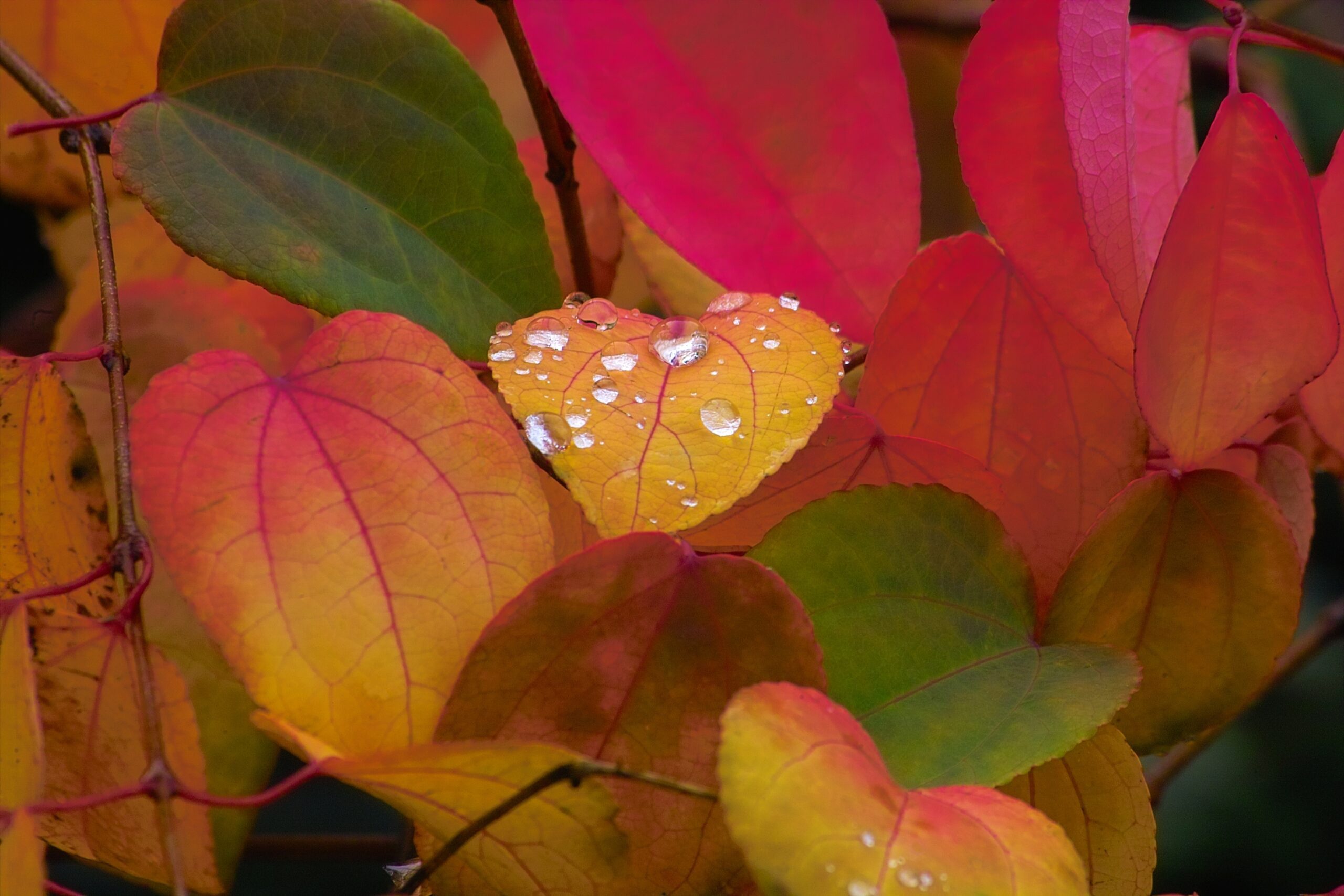 Cercidiphyllum-japonicum autumn leaves with raindrops