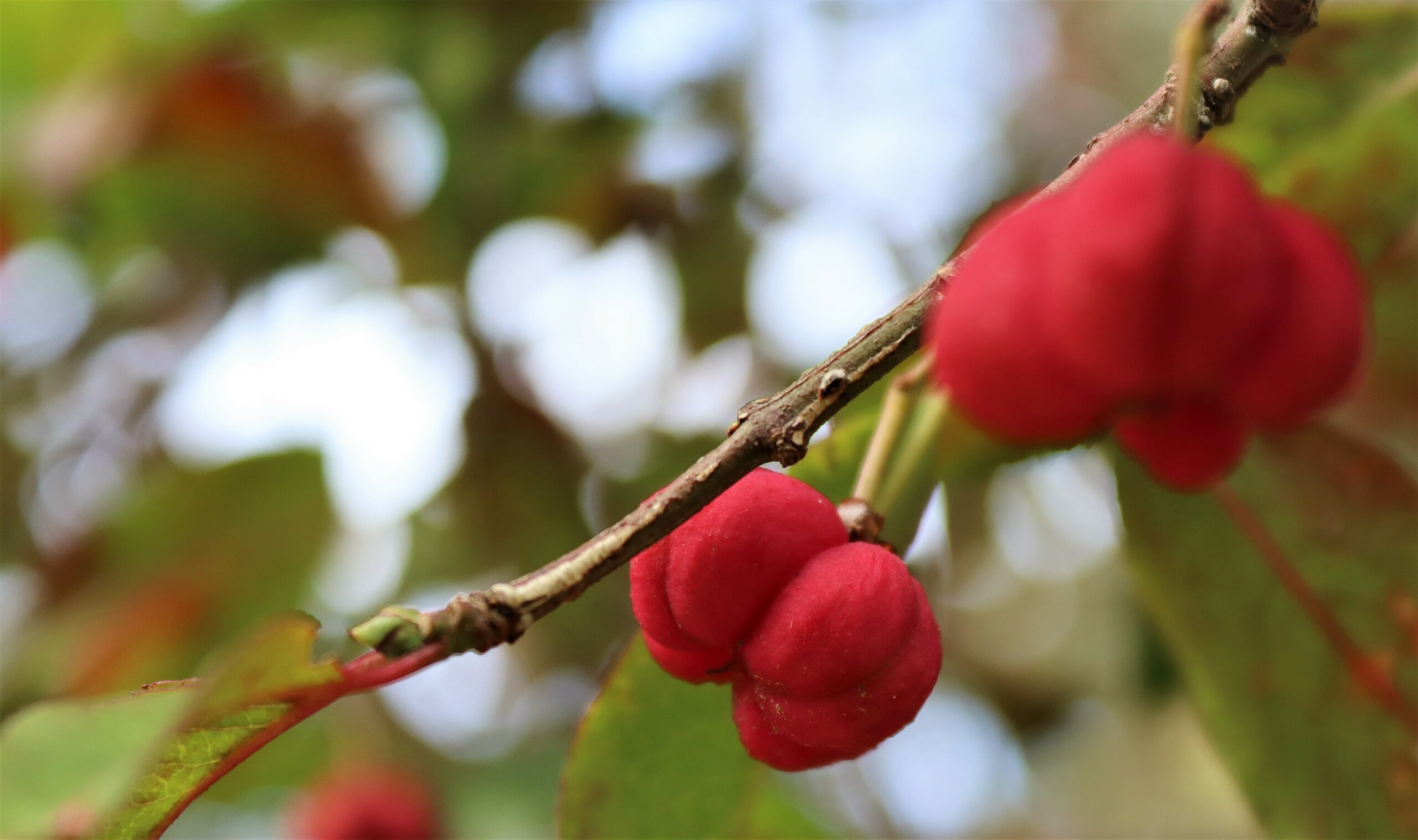 Euonymus europaeus Red Cascase berries