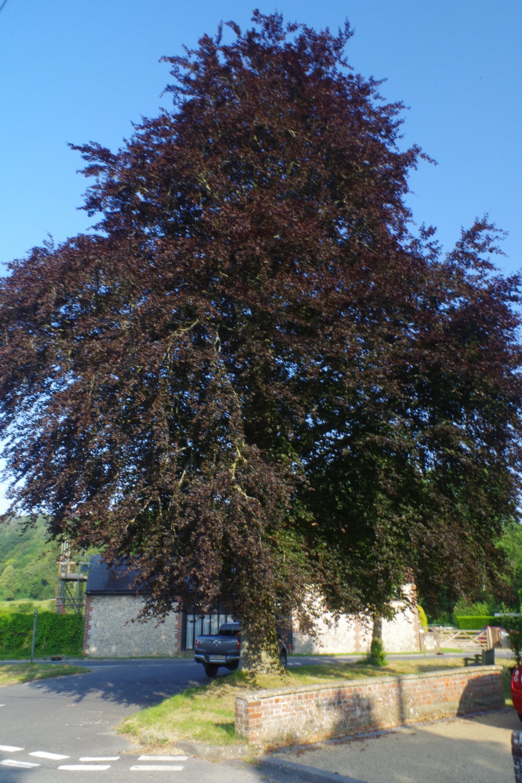 Fagus sylvatica Atropunicea mature tree