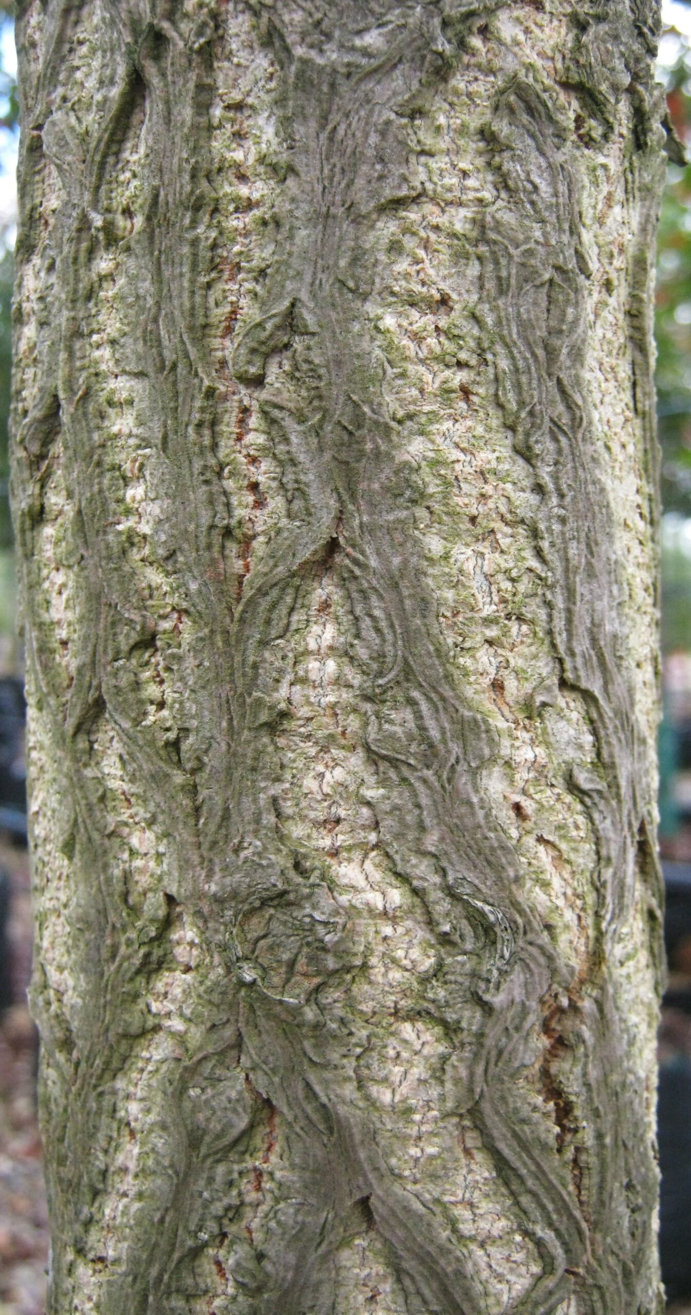 Ginkgo Biloba tree bark