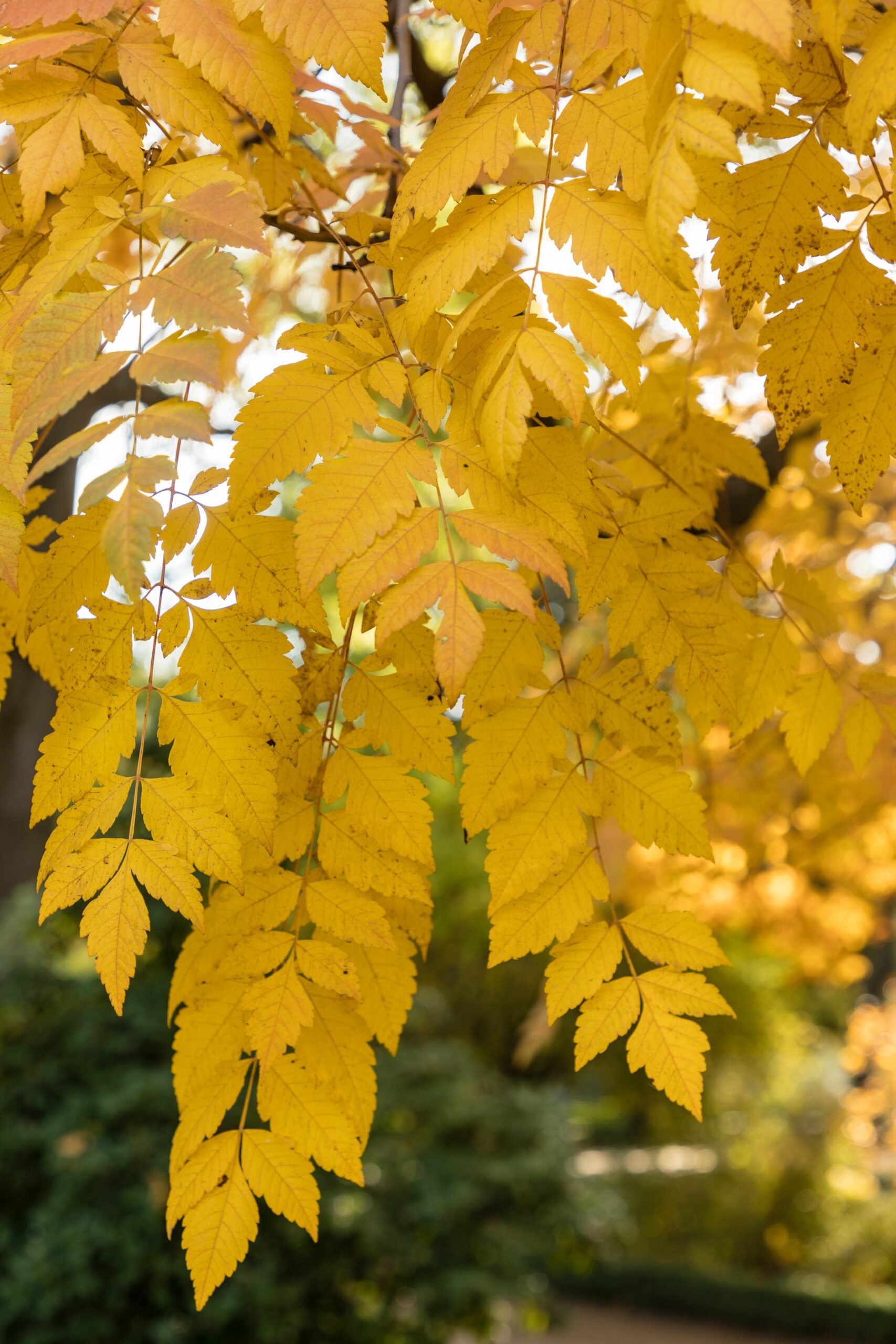 Koelreuteria paniculata Golden Rain autumn leaves