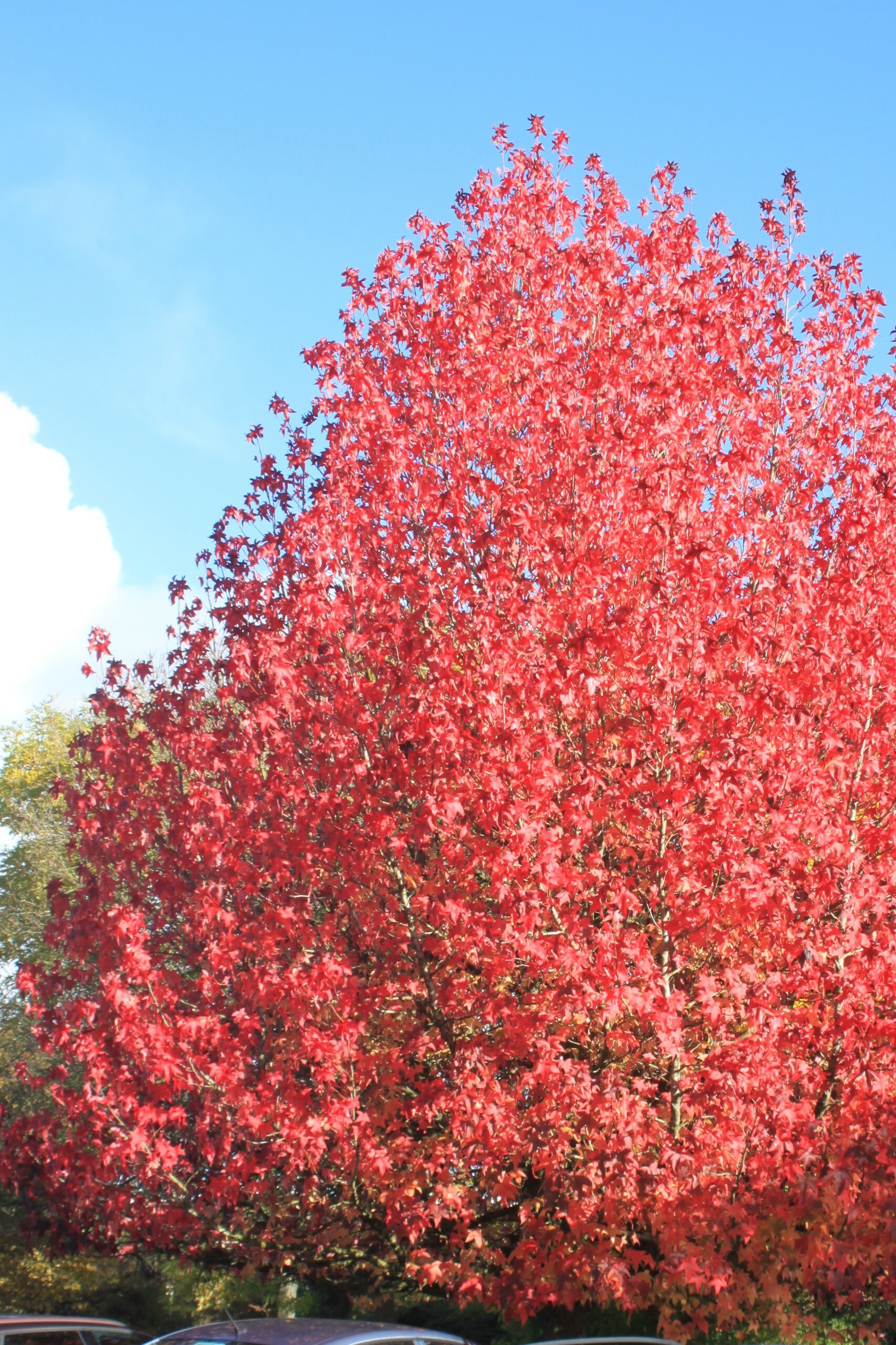 Liquidambar Lane Roberts tree in autumn colour