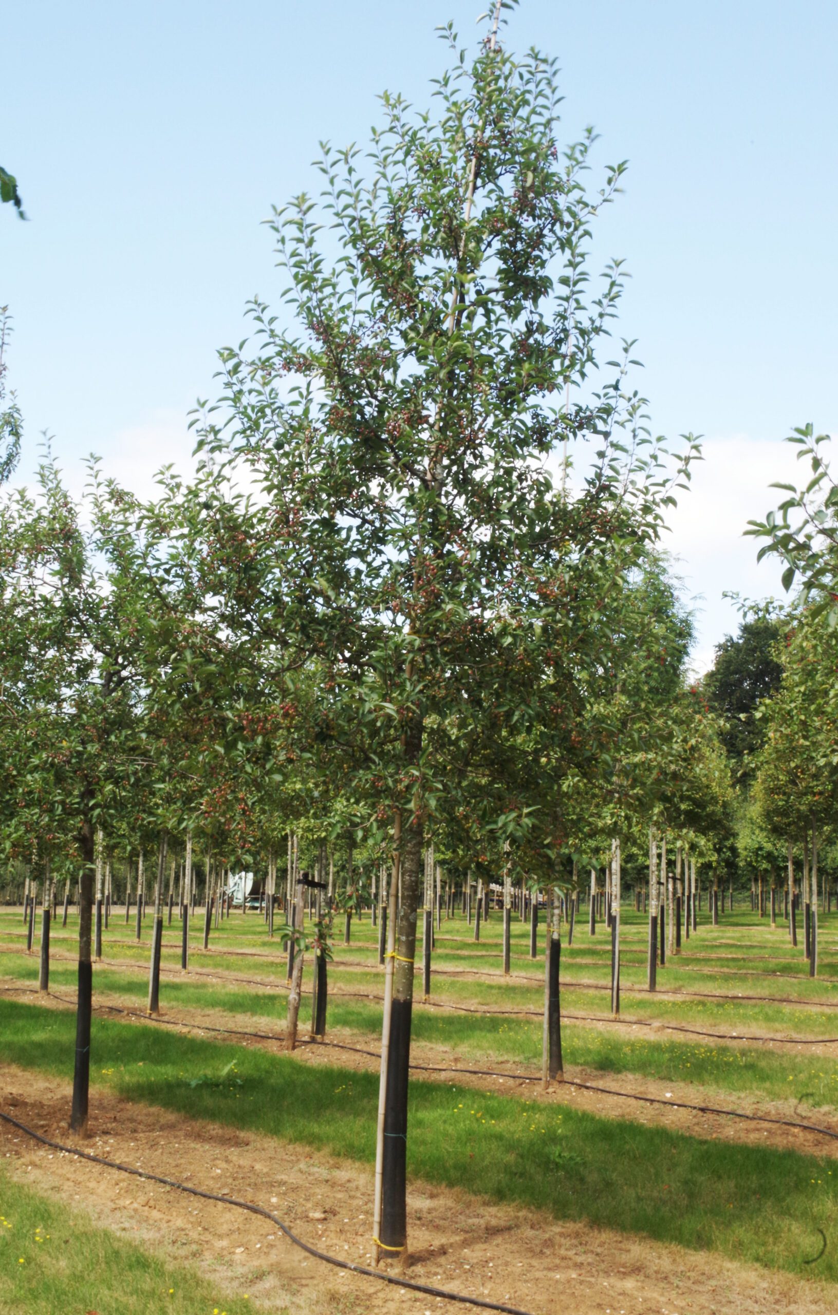Malus hupehensis semi mature trees growing in a field