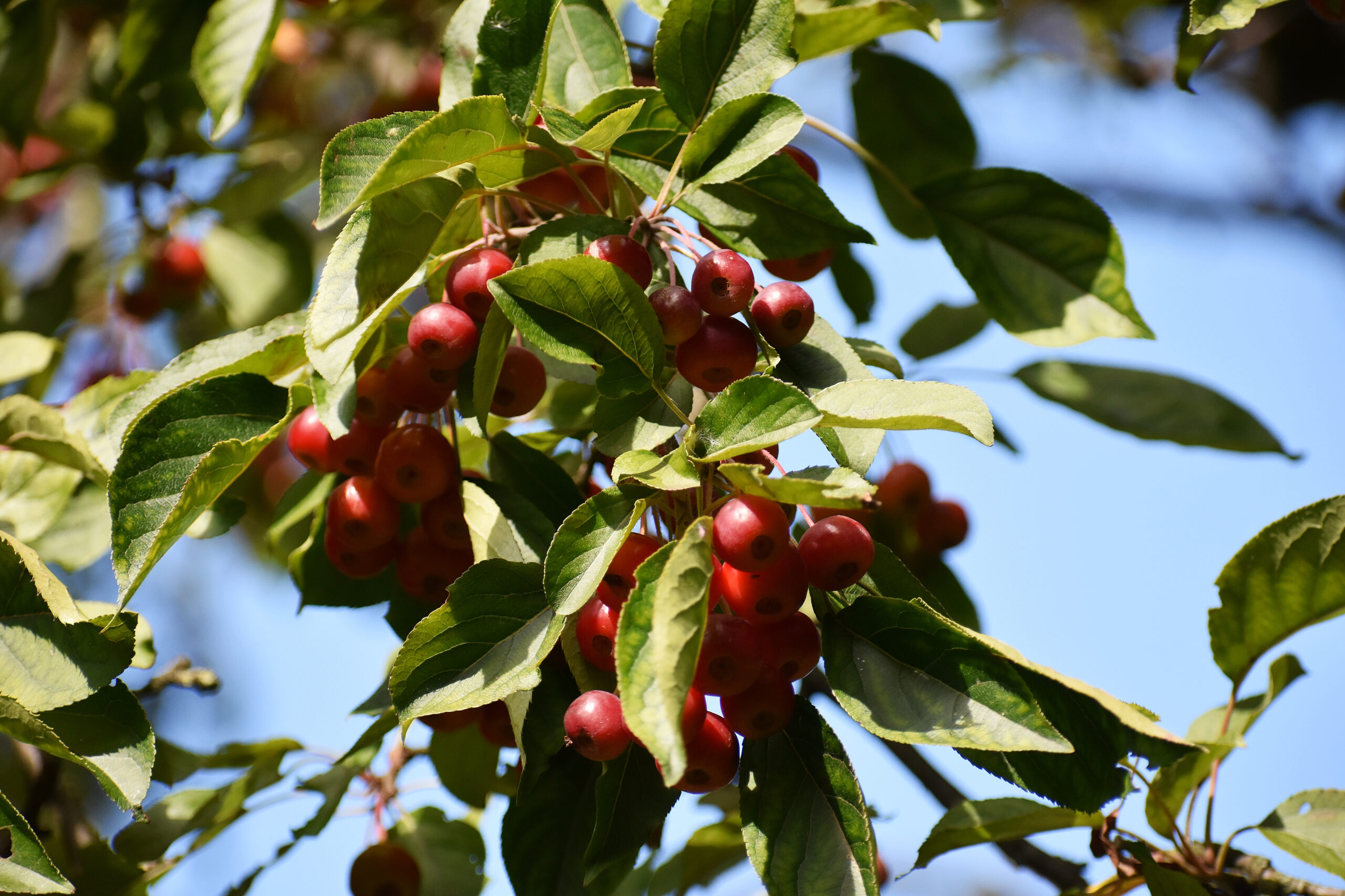 Malus hupehensis red berries and green leaves