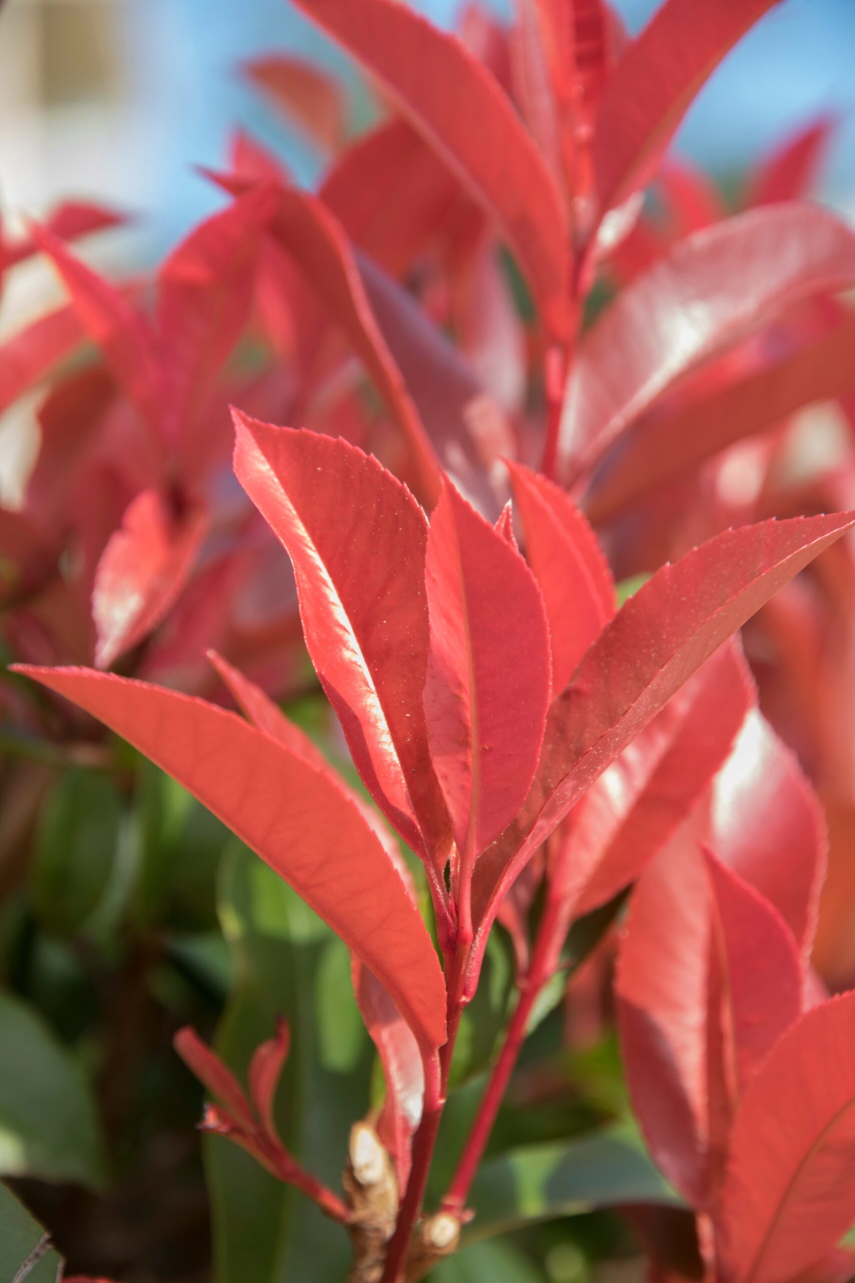 Photinia fraseri Little Red Robin red foliage
