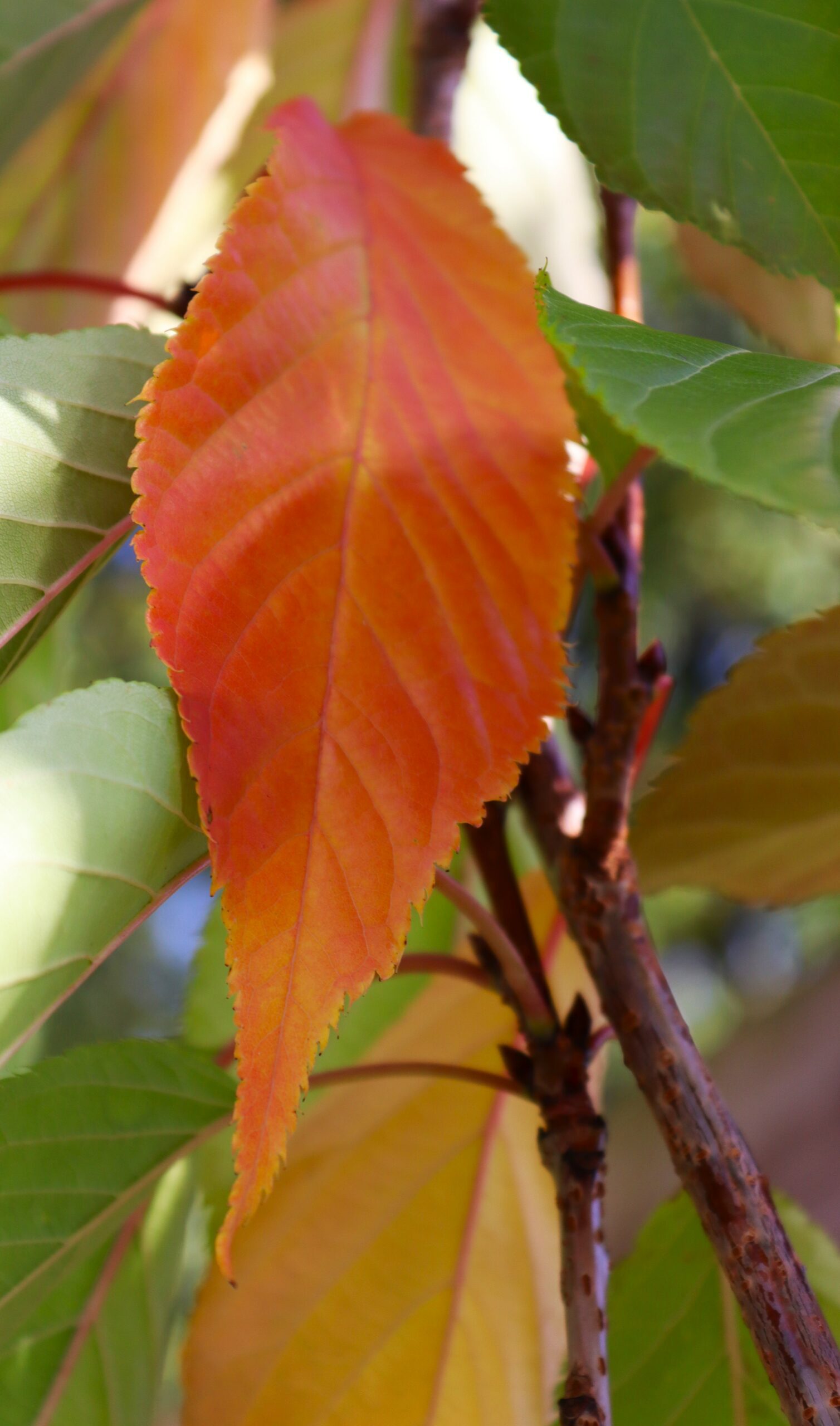 Prunus amanogawa autumn leaf