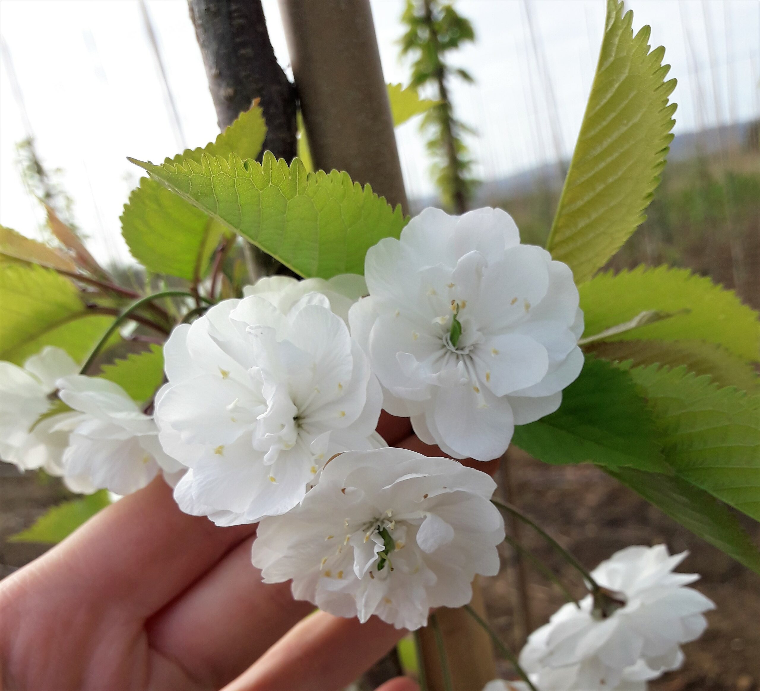 Prunus avium ‘Plena’
