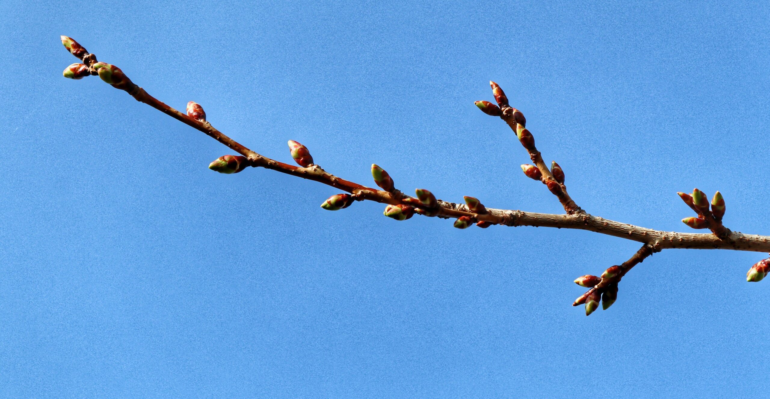 Prunus ichiyo tree buds and blue sky
