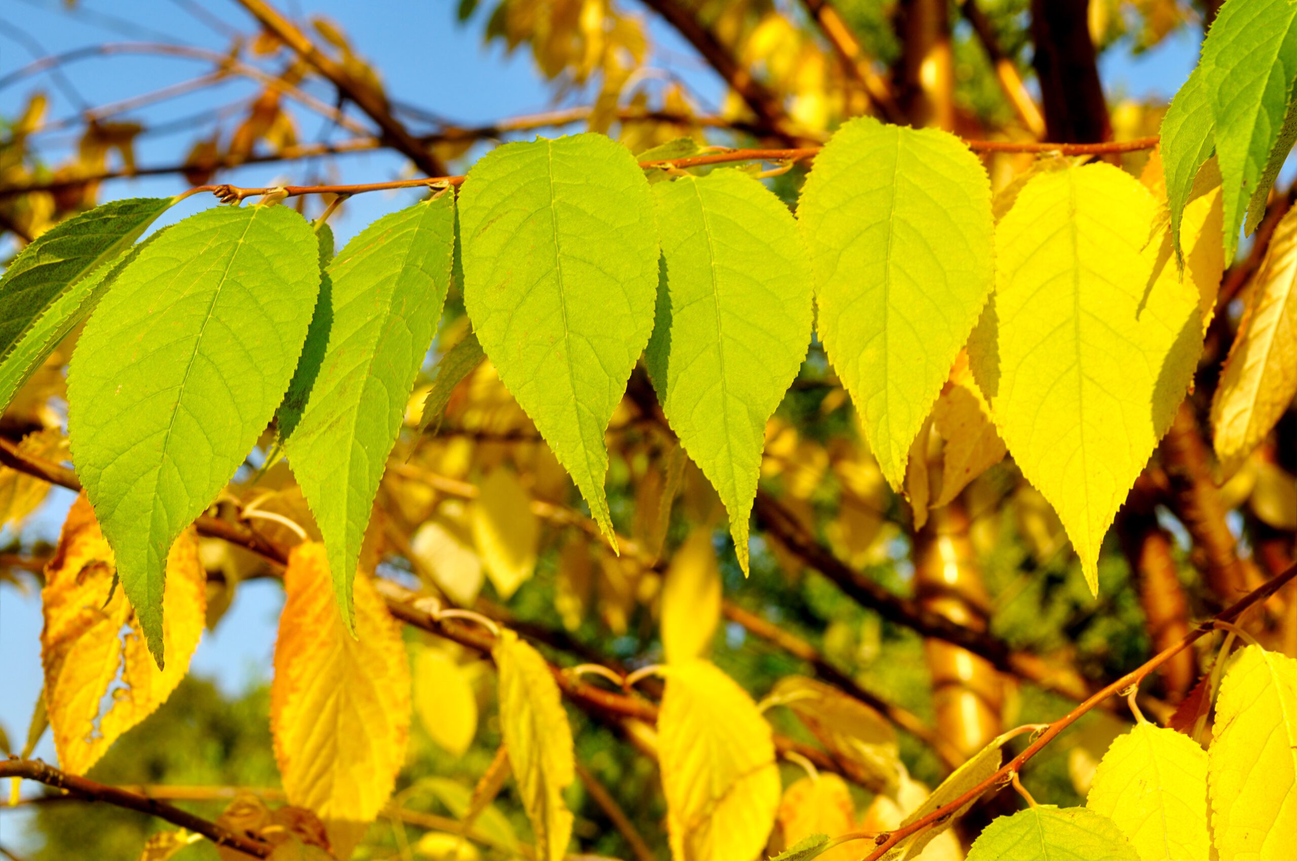 Prunus maackii Amber Beauty green yellow leaves