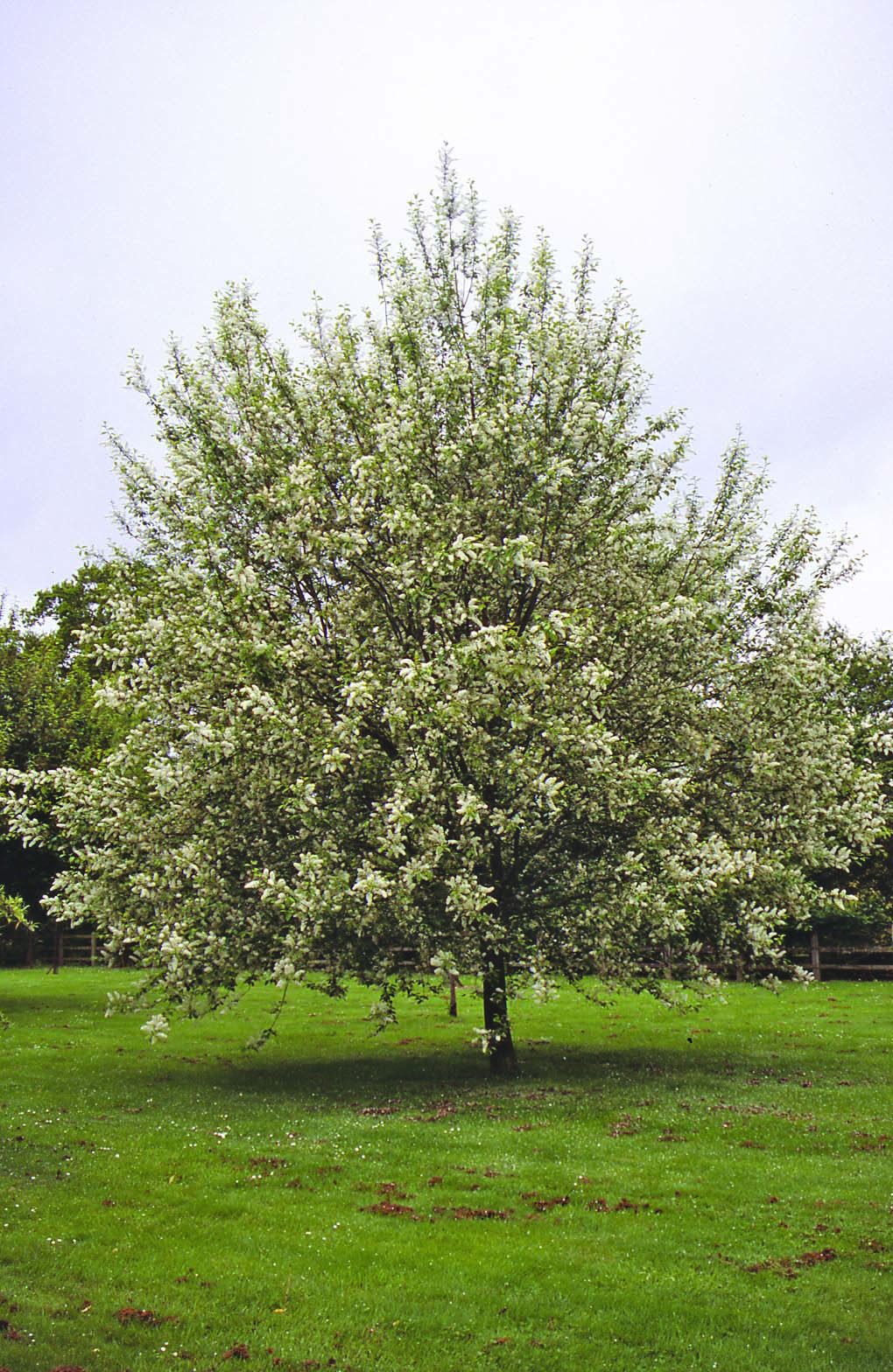 Prunus padus Waterii mature tree in field
