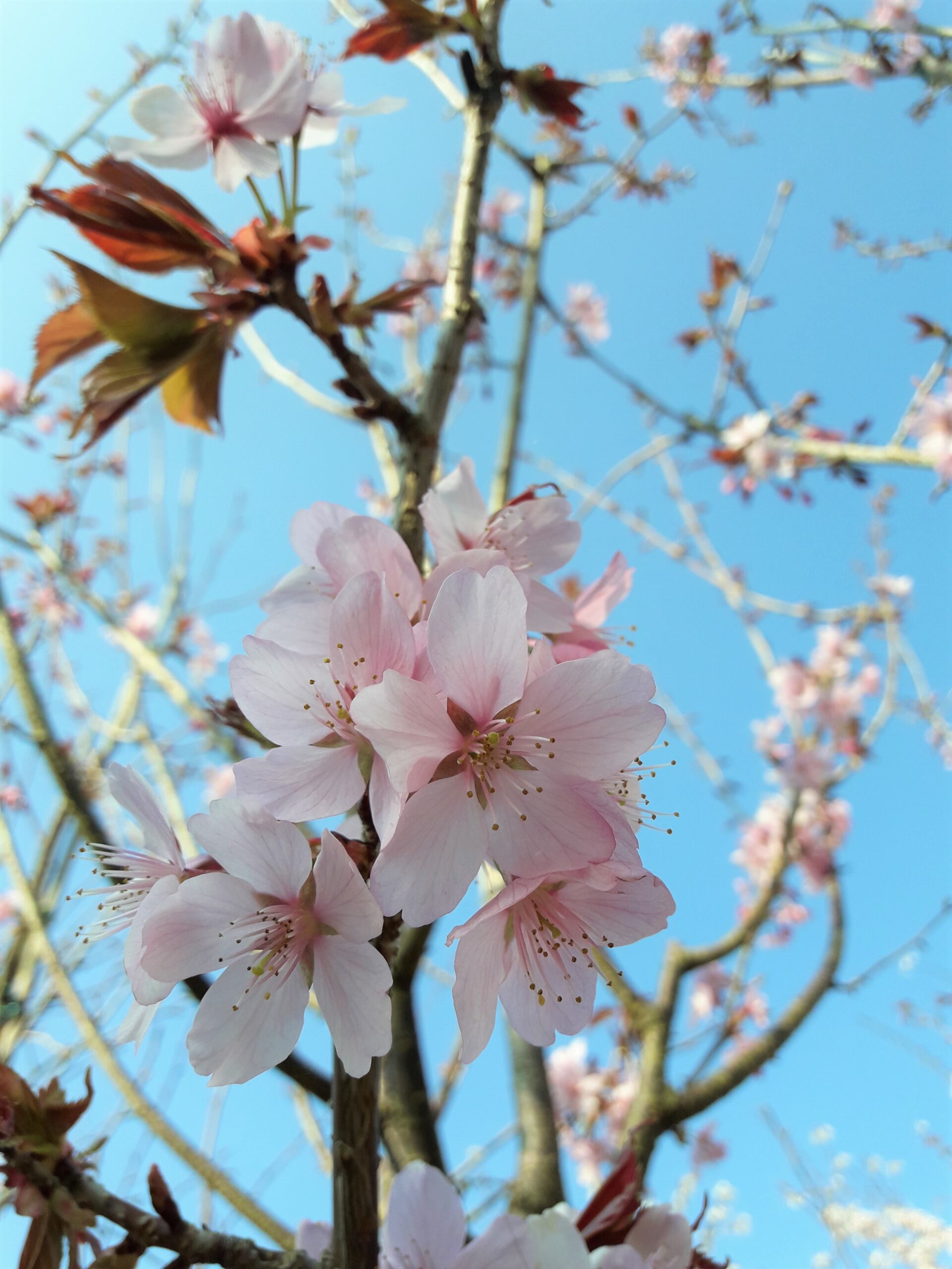 Prunus sargenttii Columaris pink flower blossoms