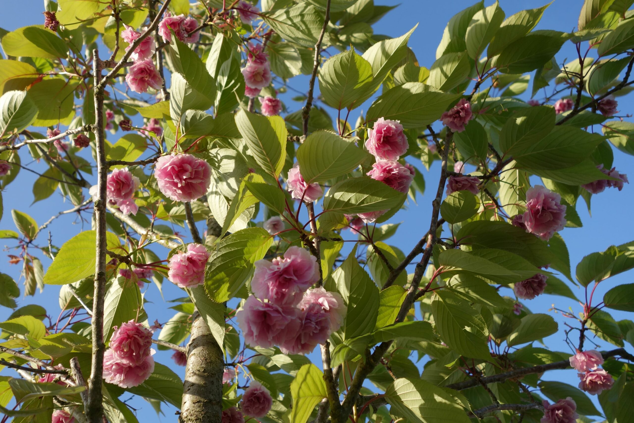 Prunus serrulata fugenzo Shirofugen pink flower blossoms and green leaves with blue sky. Credit Kevin Hobbs