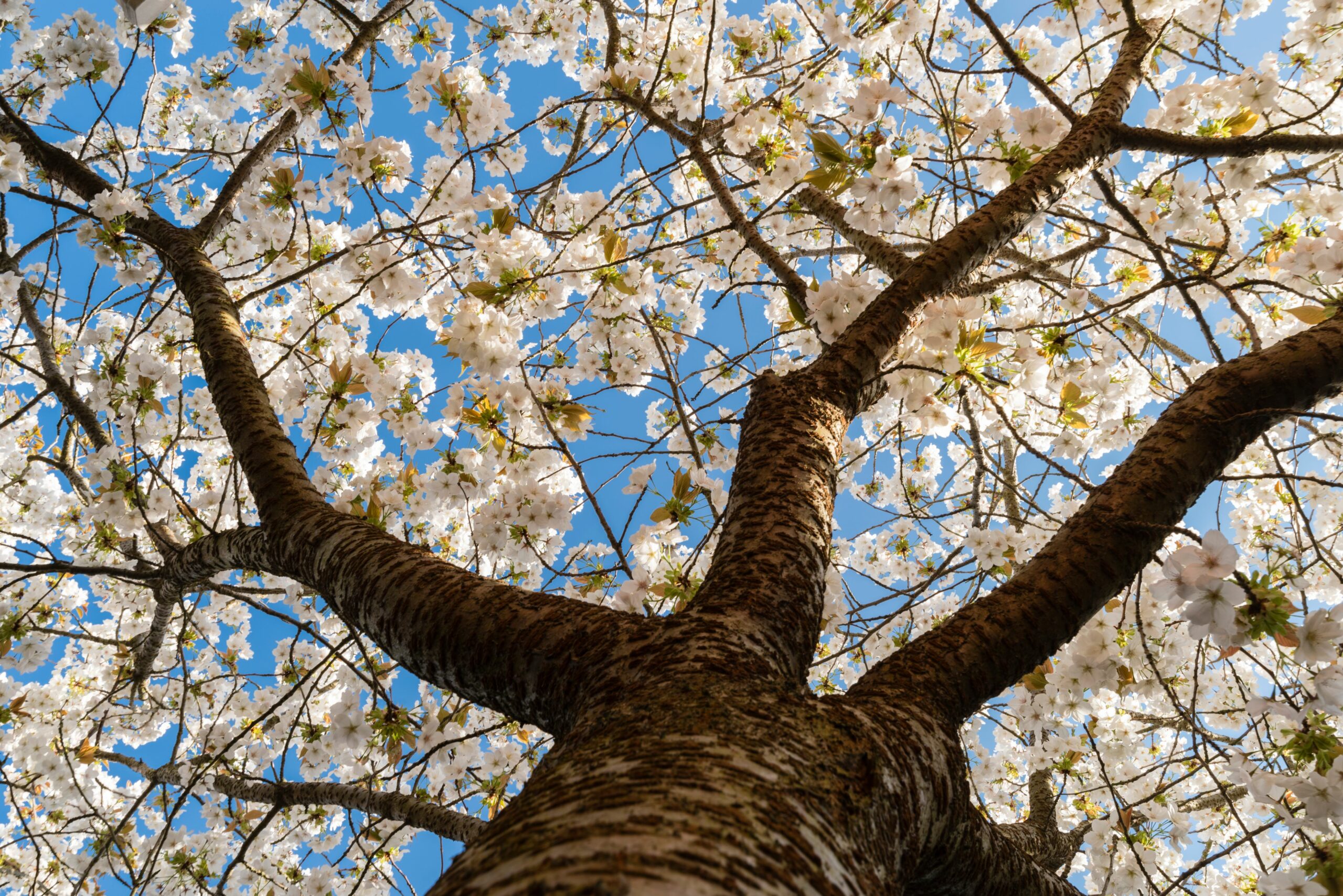 Prunus serrulata Tai Haku canopy with white blossom and blue sky