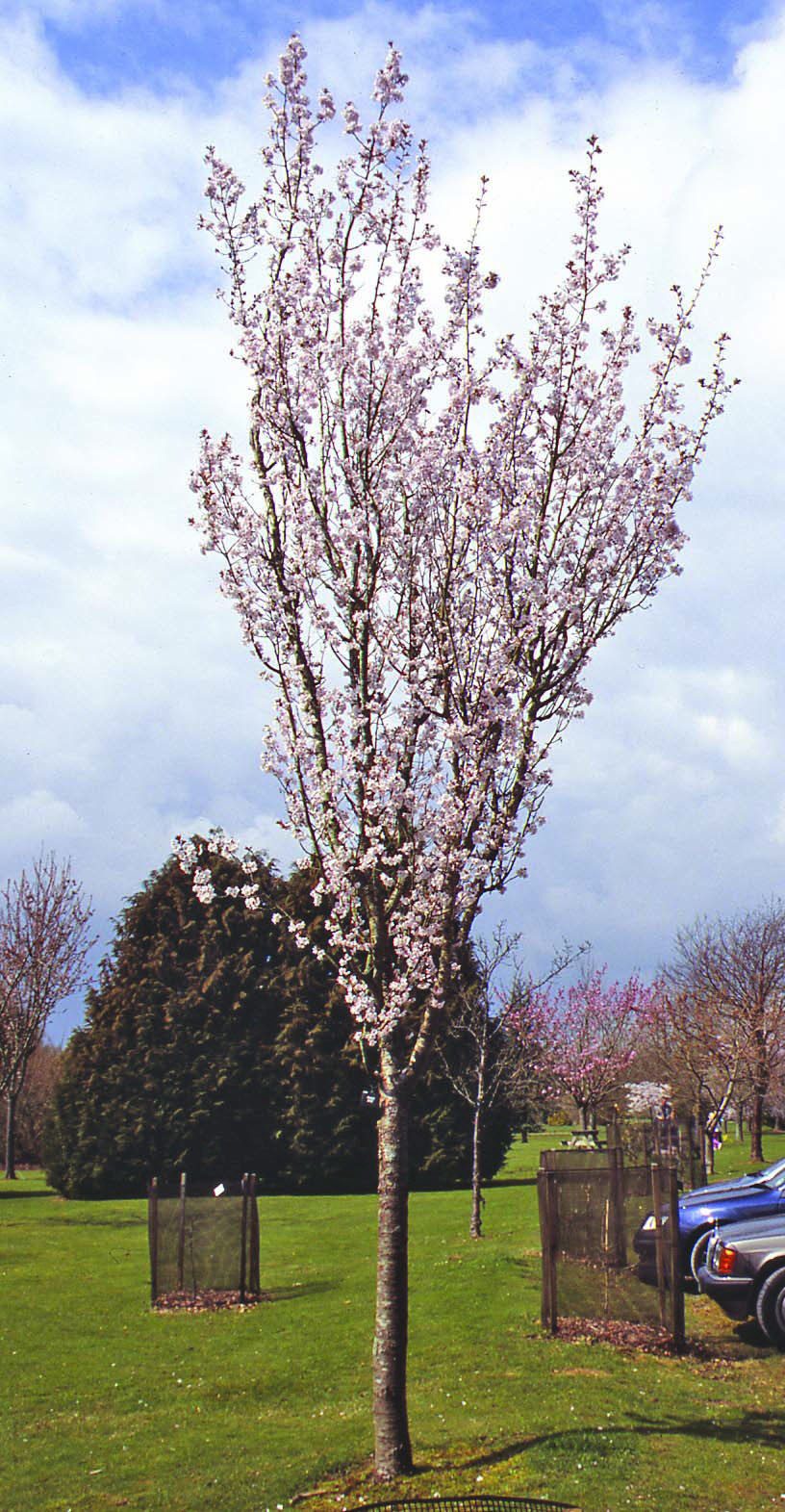 Prunus spire tree growing in a field