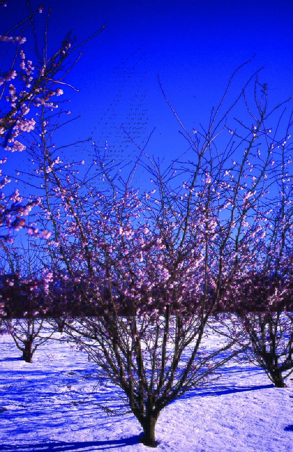 Prunus subhirtella Autumnalis Rosea multi-stem trees in snow
