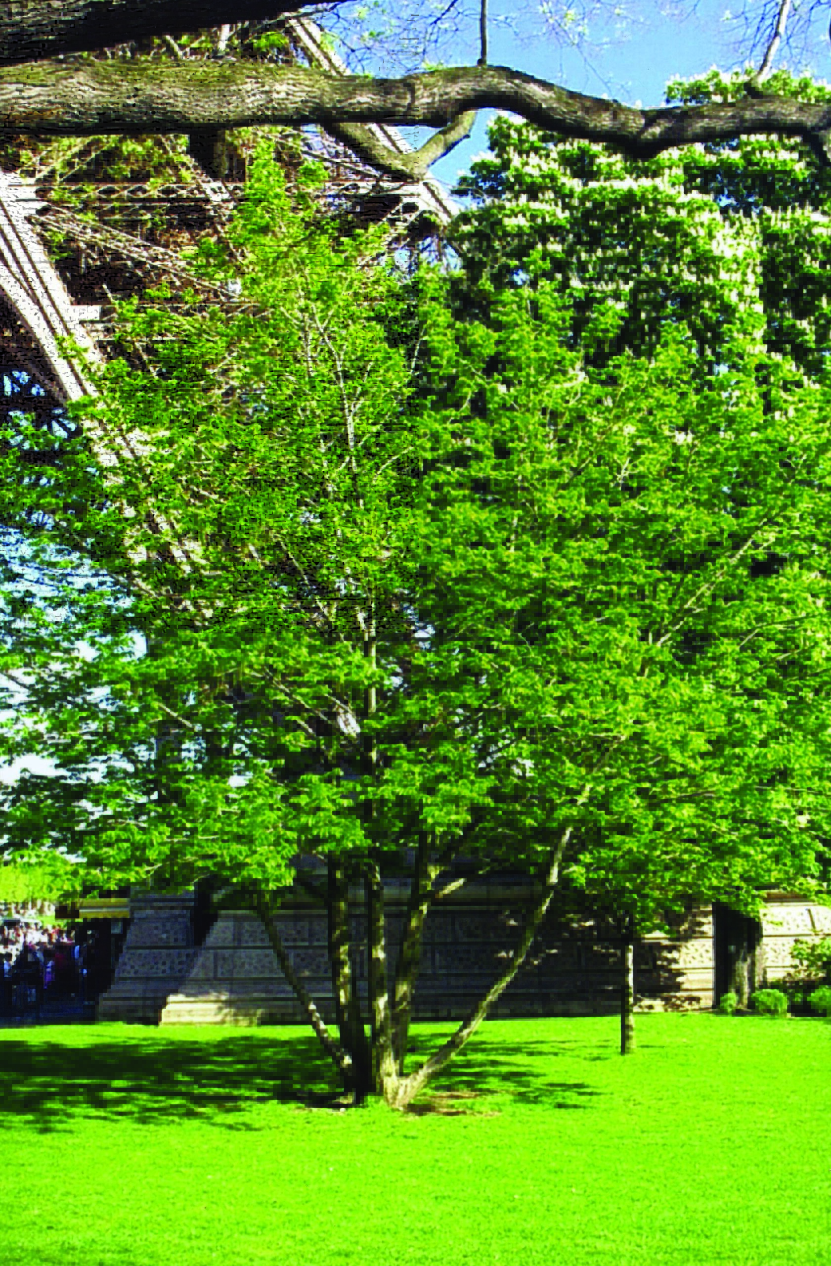 Pteroarya Fraxinifolia mature tree