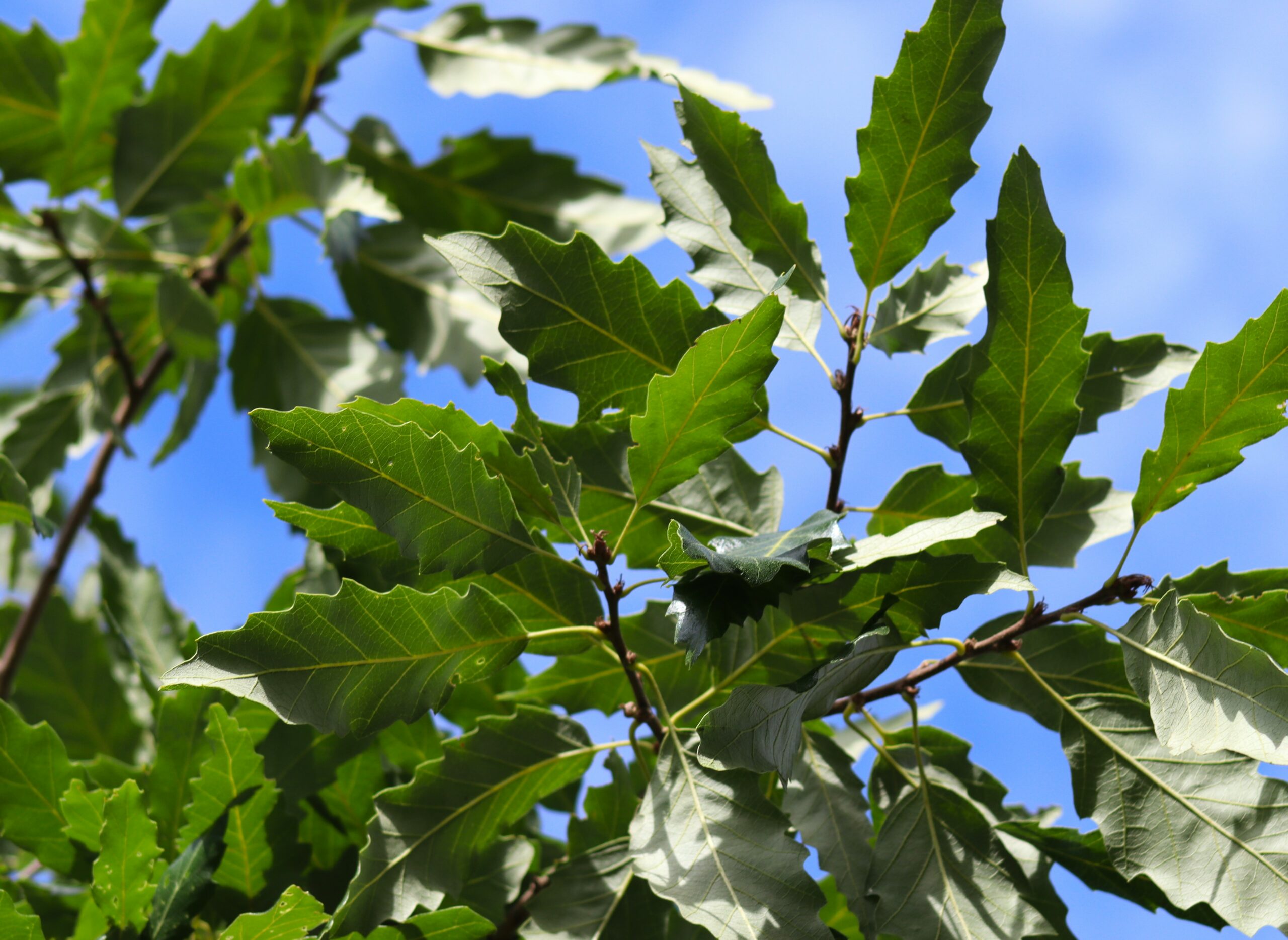 Quercus castaneafolia Greenspire green leaves