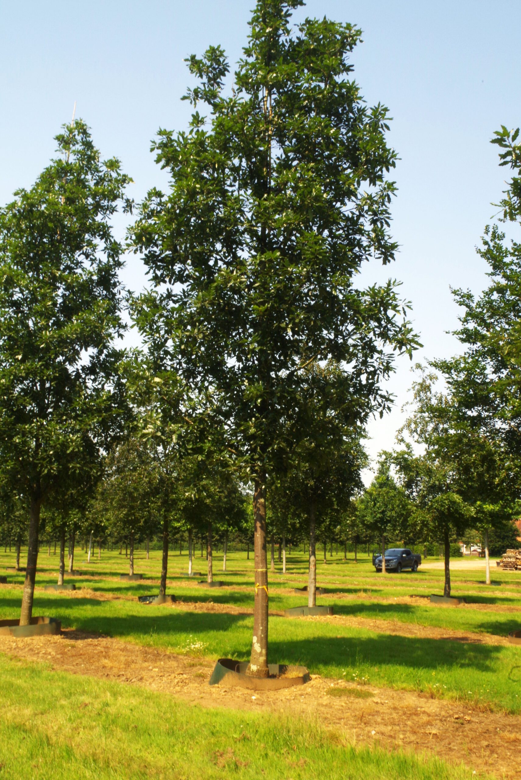 Quercus castaneafolia Greenspire semi mature trees in field