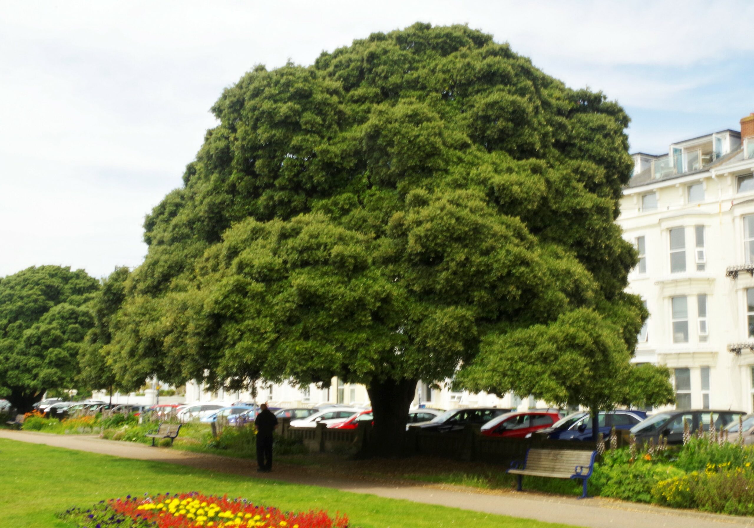Quercus ilex mature tree