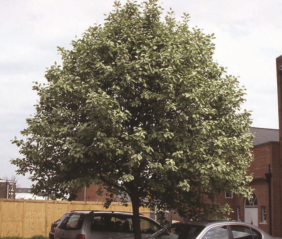 Sorbus aria Majestica mature tree in car park
