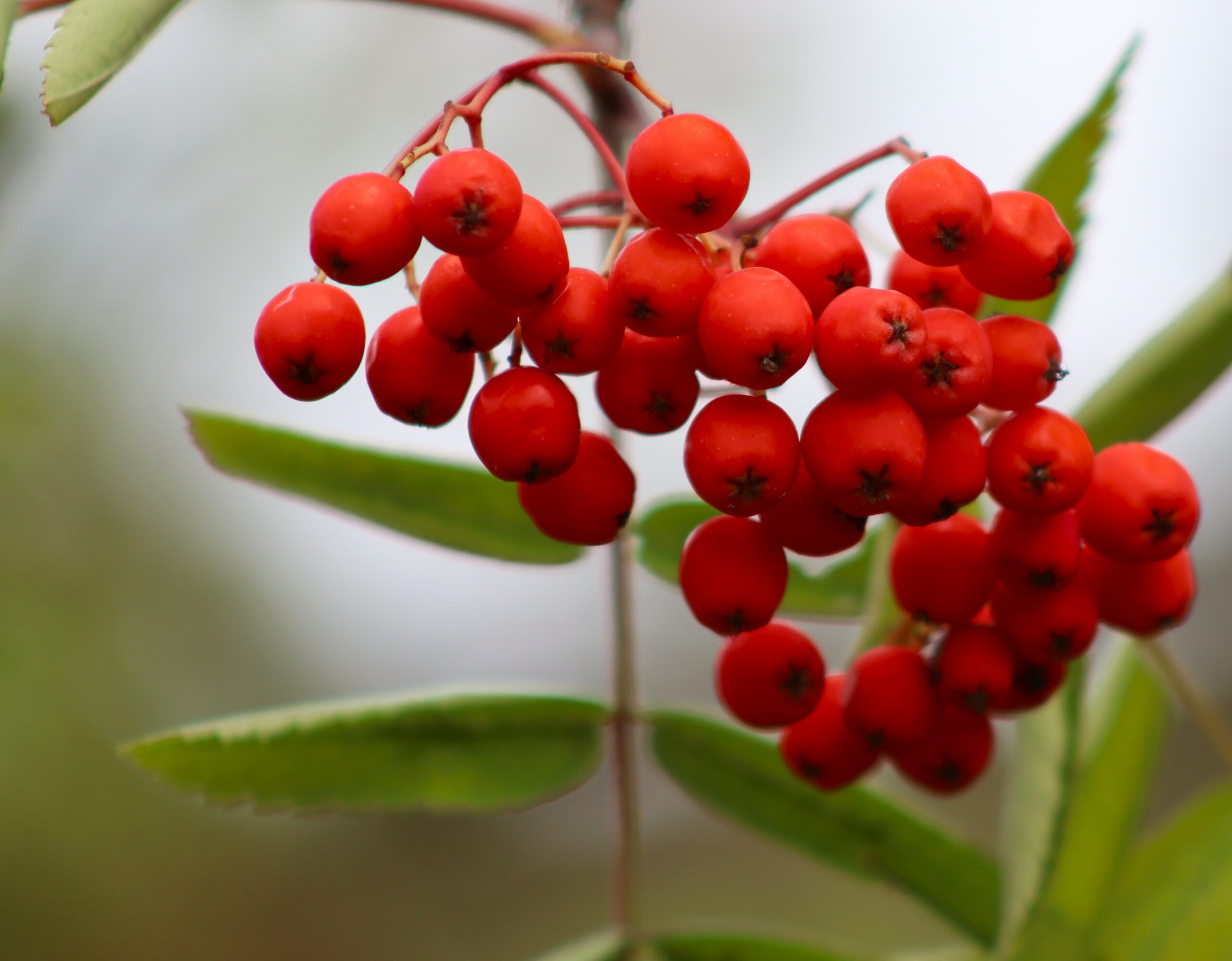 Sorbus aucuparis Mountain Ash red berries