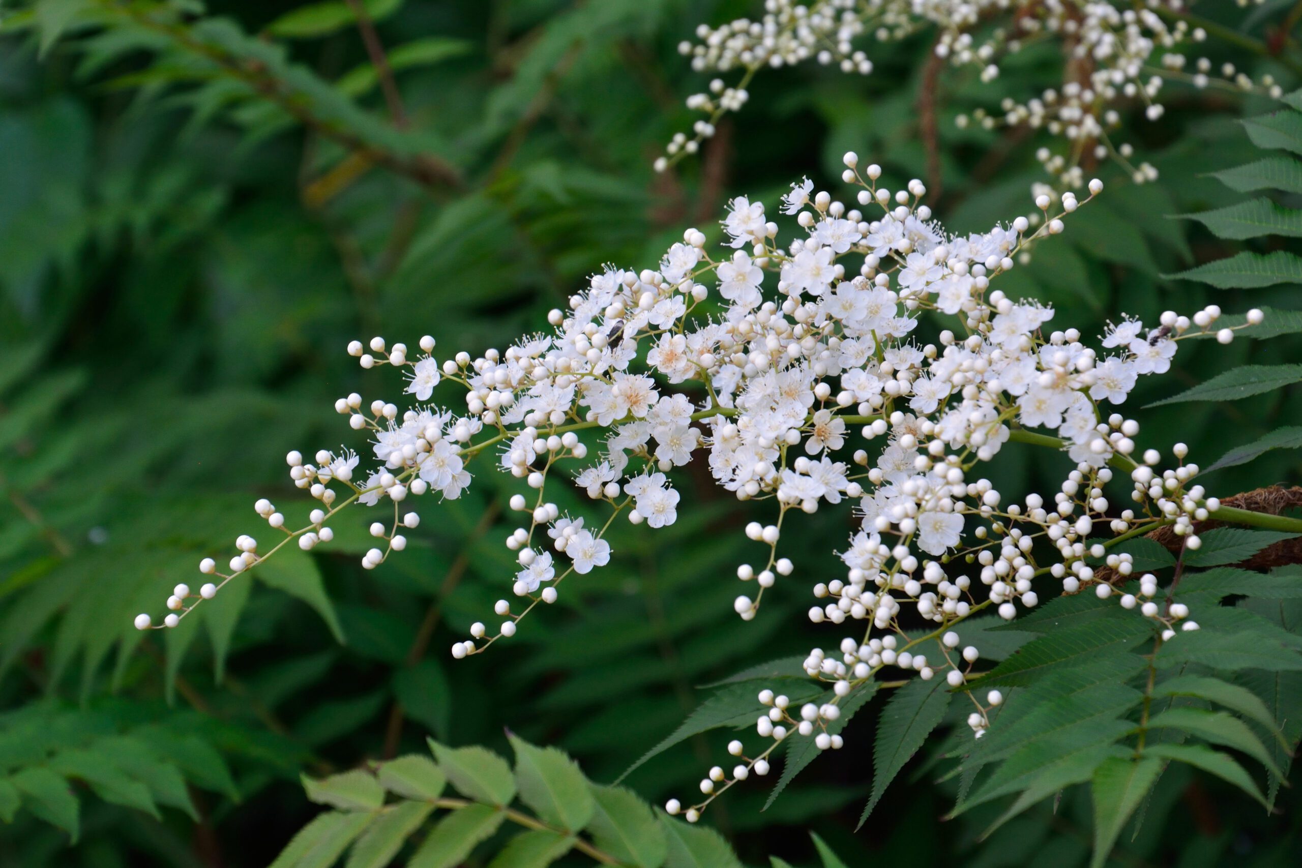 Sorbus commixta green leaves and white flowers