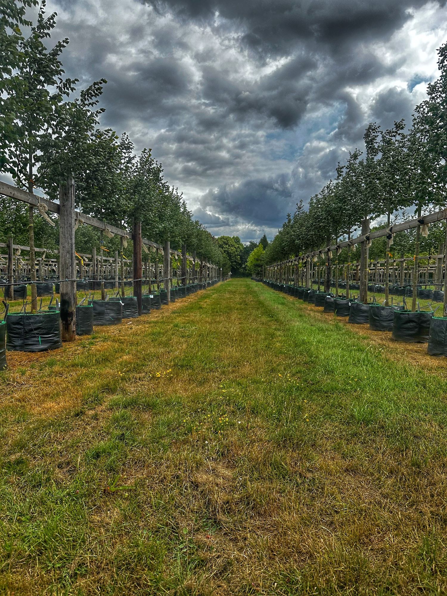 Contract growing trees on Hillier nursery