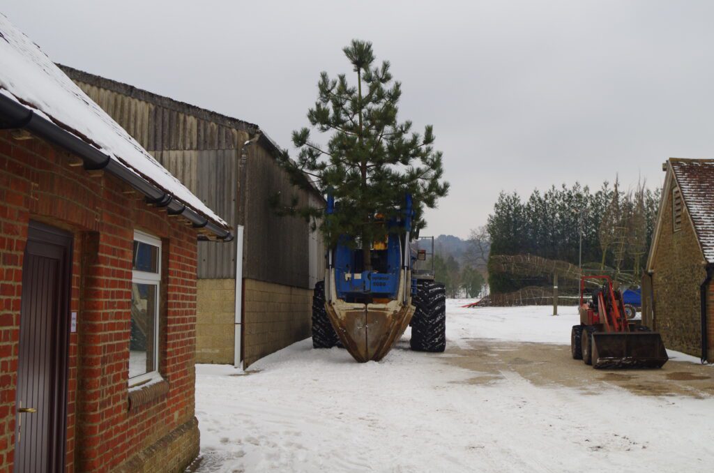 Andlers Ash Hillier Tree Nursery in Snow