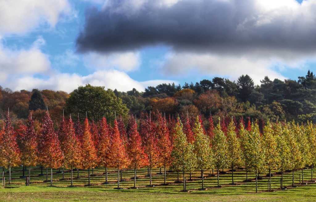 Andlers Ash Hillier Tree Nursery in Autumn